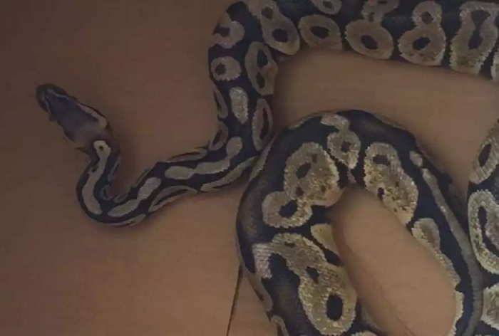 python